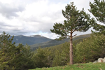 Ecosystem services, mountain forests and climate change